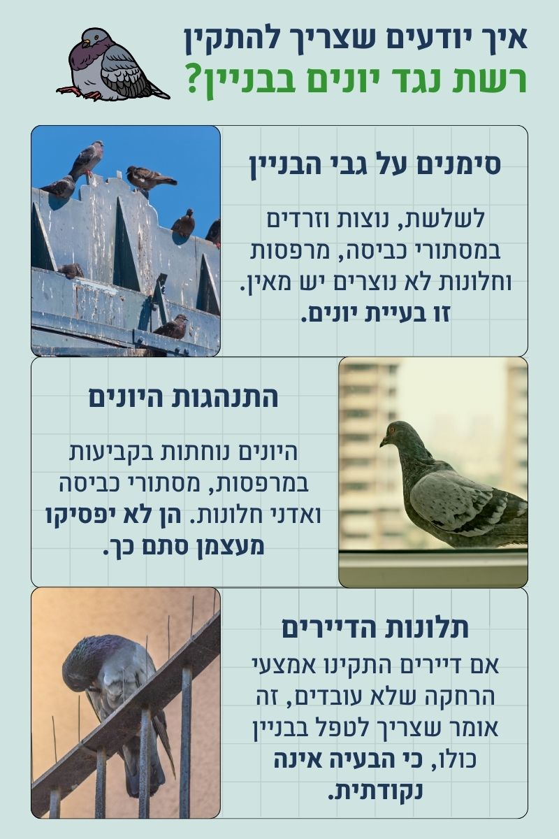 איך יודעים שצריך להתקין רשת יונים לבניין