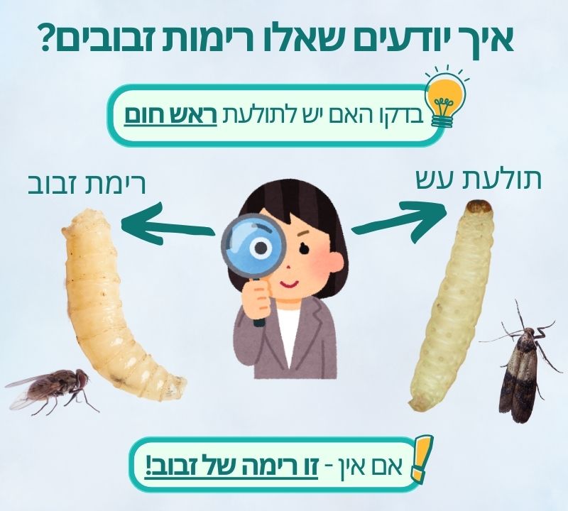 איך יודעים שאלו רימות זבובים