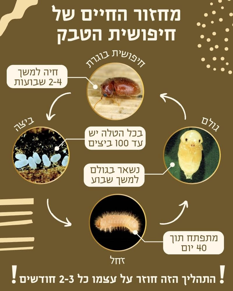 מחזור החיים של חיפושית הטבק