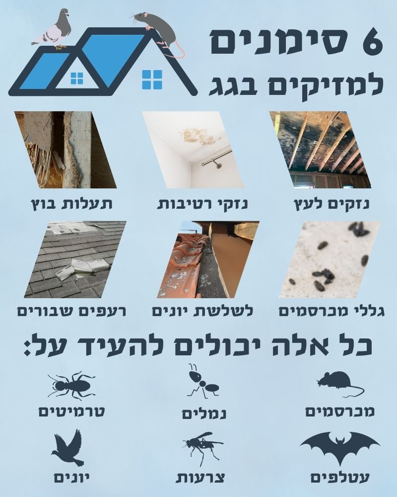 סימנים למזיקים בגג